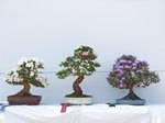 Satsuki Azelea Bonsai Tree - GS2013 Bonsai Show