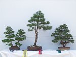 Scots Pine Bonsai Tree - GS2013 Bonsai Show