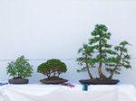 hinoki cypress Bonsai Tree - GS2013 Bonsai Show