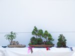 Cryptomeria Bonsai Tree - GS2013 Bonsai Show