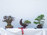 Mosses collected from Flanders moss, potted along  Bonsai Tree - GS2013 Bonsai Show