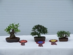 Gardening Scotland SBA Bonsai Tree Winners 2012