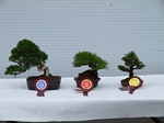 Gardening Scotland SBA Bonsai Tree Winners 2012