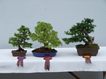 Gardening Scotland SBA Bonsai Tree Winners 2012