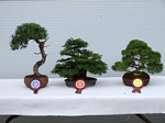 Scots Pine Bonsai Tree - GS2012 Bonsai Show