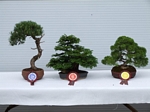 Gardening Scotland SBA Bonsai Tree Winners 2012