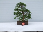 Gardening Scotland SBA Bonsai Tree Winners 2012