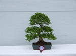 Gardening Scotland SBA Bonsai Tree Winners 2012