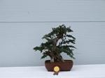 Gardening Scotland SBA Bonsai Tree Winners 2012