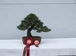 Gardening Scotland SBA Bonsai Tree Winners 2012