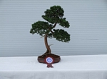 Gardening Scotland SBA Bonsai Tree Winners 2012