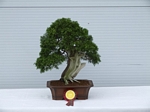 Gardening Scotland SBA Bonsai Tree Winners 2012