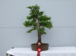 Gardening Scotland SBA Bonsai Tree Winners 2012