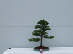 Gardening Scotland SBA Bonsai Tree Winners 2012