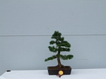 Gardening Scotland SBA Bonsai Tree Winners 2012