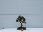 Gardening Scotland SBA Bonsai Tree Winners 2012