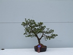 Pine Bonsai Tree - GS2012 Bonsai Show