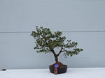 Gardening Scotland SBA Bonsai Tree Winners 2012