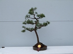 Gardening Scotland SBA Bonsai Tree Images