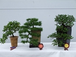 Gardening Scotland SBA Bonsai Tree Winners 2012