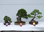 Gardening Scotland SBA Bonsai Tree Winners 2012