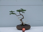 Gardening Scotland SBA Bonsai Tree Winners 2012