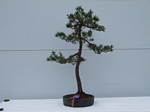 Gardening Scotland SBA Bonsai Tree Winners 2012