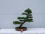 Gardening Scotland SBA Bonsai Tree Winners 2012