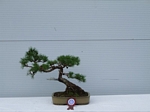 Gardening Scotland SBA Bonsai Tree Winners 2012