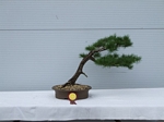 Gardening Scotland SBA Bonsai Tree Winners 2012