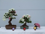 Gardening Scotland SBA Bonsai Tree Winners 2012