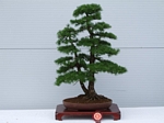 Gardening Scotland SBA Bonsai Tree Winners 2012