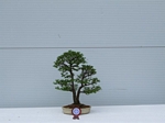 Cork Bark Elm Bonsai Tree - GS2012 Bonsai Show