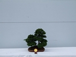 Gardening Scotland SBA Bonsai Tree Winners 2012