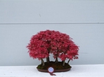 Gardening Scotland SBA Bonsai Tree Winners 2012