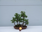 Gardening Scotland SBA Bonsai Tree Winners 2012