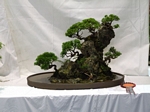 Gardening Scotland SBA Bonsai Tree Winners 2012