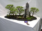 landscape Bonsai Tree - GS2012 Bonsai Show