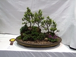 Gardening Scotland SBA Bonsai Tree Winners 2012