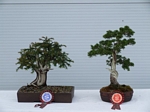 Gardening Scotland SBA Bonsai Tree Winners 2012