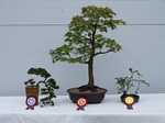 Gardening Scotland SBA Bonsai Tree Winners 2012