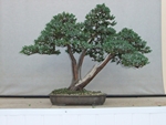 Meyer 3T juniper, Oct 2014