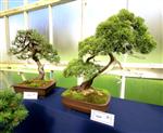 National Exhibition Kibble Palace Glasgow 2011