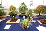 2010/11 Scottish National Bonsai Exhibition Show