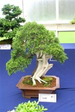 National Exhibition Bonsai Tree