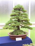 National Exhibition Bonsai Tree