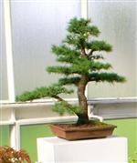 National Exhibition Bonsai Tree