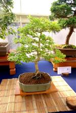 National Exhibition Bonsai Tree