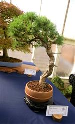 National Exhibition Bonsai Tree