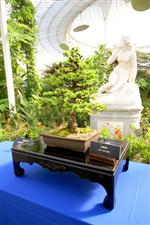 National Exhibition Bonsai Tree